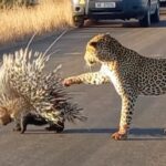 Leopard vs Porcupine: One Predator Seriously Underestimated Its Prey Leopard vs Porcupine: One Predator Seriously Underestimated Its Prey