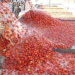 Inside a Tomato Ketchup Factory: From Harvest to the Finished Bottle Inside a Tomato Ketchup Factory: From Harvest to the Finished Bottle