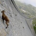 These Ibex Climb an Almost Vertical Dam Like Gravity Doesn’t Exist These Ibex Climb an Almost Vertical Dam Like Gravity Doesn’t Exist