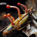 10 Animal Behaviours Caught on Camera for the Very First Time 10 Animal Behaviours Caught on Camera for the Very First Time