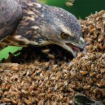 Honey Buzzards Raid a Deadly Hornet Nest Like It’s Nothing Honey Buzzards Raid a Deadly Hornet Nest Like It’s Nothing