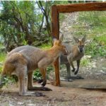 Look What Happens When Animals See a Mirror