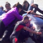 Dozens of People Race to Save 7 Orcas Stranded on an Argentine Beach Dozens of People Race to Save 7 Orcas Stranded on an Argentine Beach