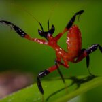 This Kung Fu Mantis vs Jumping Spider Battle Has an Incredible Twist This Kung Fu Mantis vs Jumping Spider Battle Has an Incredible Twist