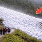 75 Incredible Nature Moments That Are Almost Too Wild to Be Real 75 Incredible Nature Moments That Are Almost Too Wild to Be Real
